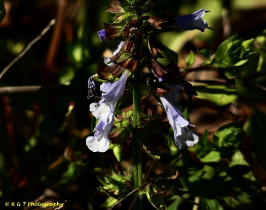 {Salvia lyrata}